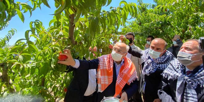 Şeftalide hasat coşkusu