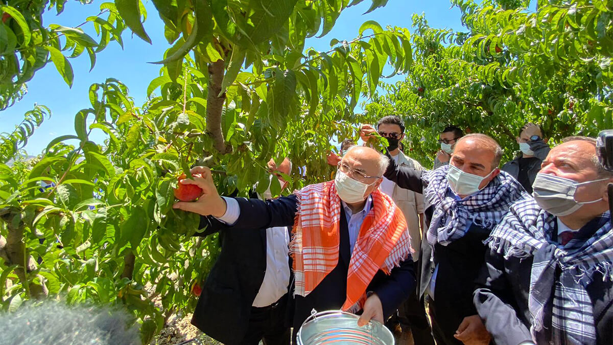 Şeftalide hasat coşkusu