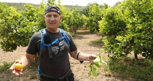 Fairy’den Çeşme Limonu’na Destek...