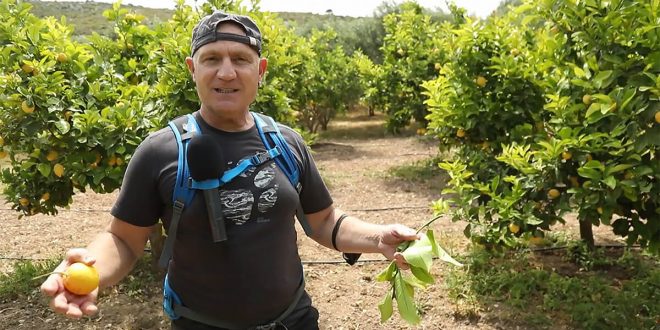 Fairy’den Çeşme Limonu’na Destek...