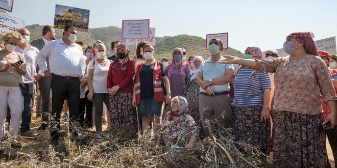 Asırlık Zeytin Ağaçları Yaşam Mücadelesi Veriyor