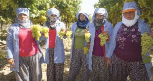 Diyabet hastalarının gözdesi erkenci Superior Seedless Çeşidi Sofralık Üzüm ihracat yolcusu