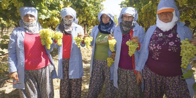 Diyabet hastalarının gözdesi erkenci Superior Seedless Çeşidi Sofralık Üzüm ihracat yolcusu