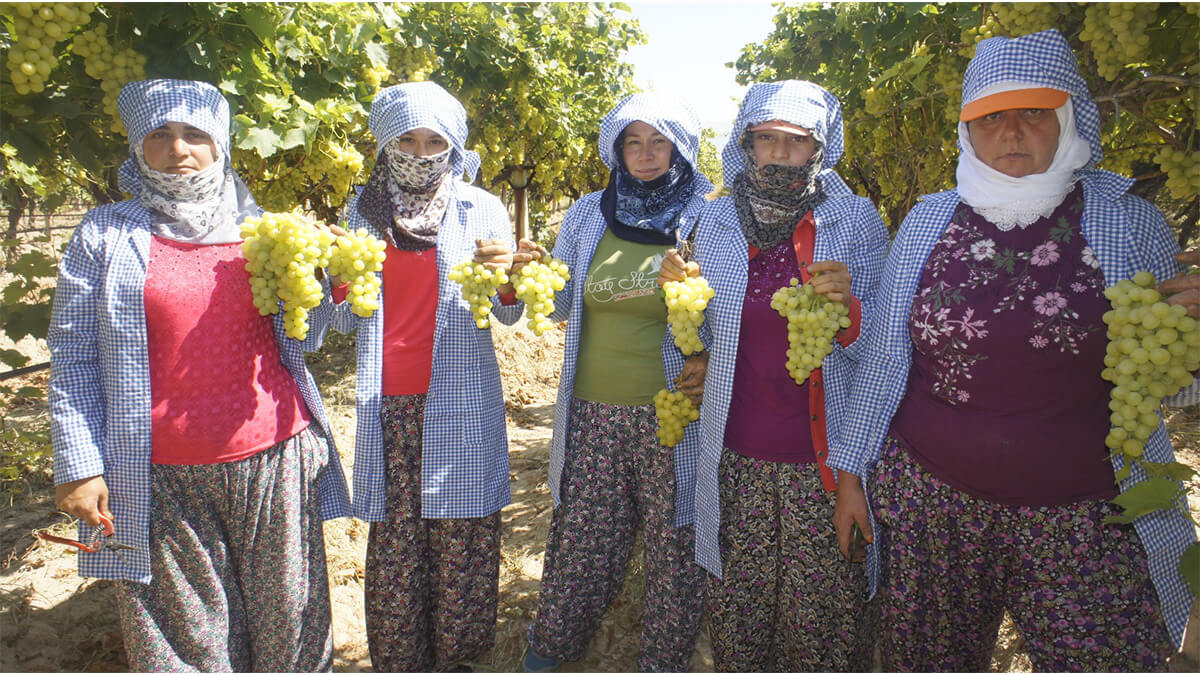 Diyabet hastalarının gözdesi erkenci Superior Seedless Çeşidi Sofralık Üzüm ihracat yolcusu