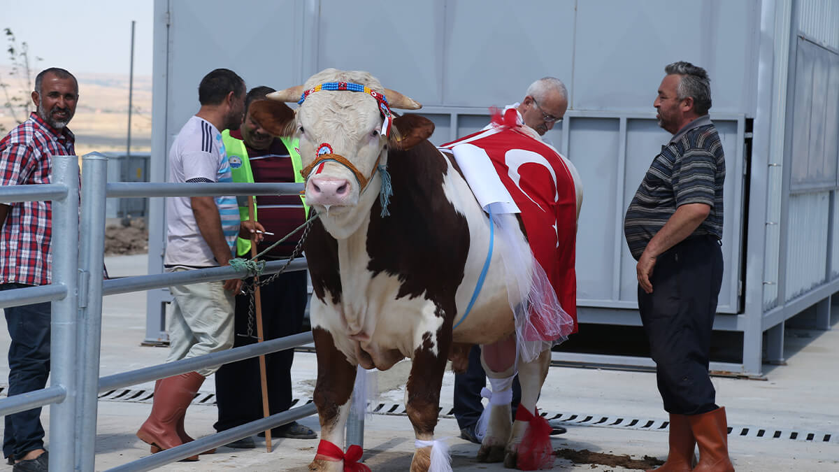 GÖLBAŞI’NIN EN GÜZEL KURBANLIKLARI SEÇİLDİ, BİRİNCİLİĞİ 650 KG’LUK ŞAHİN TOSUN GÖĞÜSLEDİ