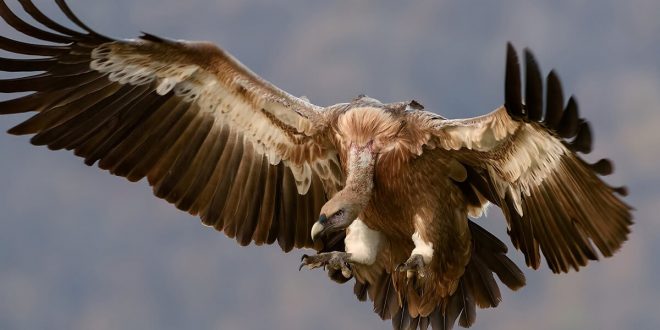 3 Kelimeli Hayvan İsimleri Nelerdir, Kaç Tane Hayvan Vardır?