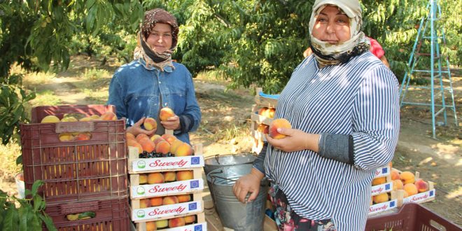 Dalındaki şeftaliyi hasat edip ihtiyaç sahiplerine yolladılar