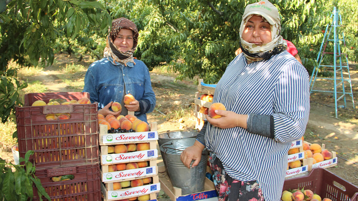 Dalındaki şeftaliyi hasat edip ihtiyaç sahiplerine yolladılar