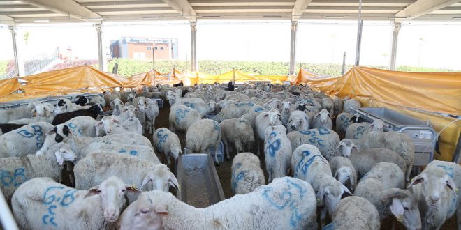 GÖLBAŞI BELEDİYE BAŞKANI RAMAZAN ŞİMŞEK’TEN HAYVANLARI YANAN VATANDAŞLARA KÜÇÜKBAŞ HAYVAN DESTEĞİ…