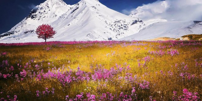 4 Harfle Başlayan Çiçekler Nelerdir? Kaç Tane Çiçek Vardır?